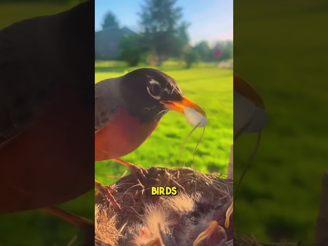 Why Birds Eat Their Babies' Poop 🤯🐦