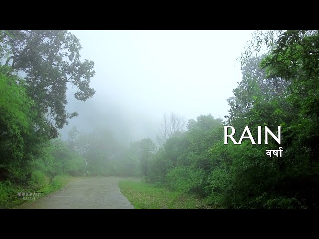 Calming Ambience of Himalayan Forests with Rain and Birds Chirping | Himalayan Ambience