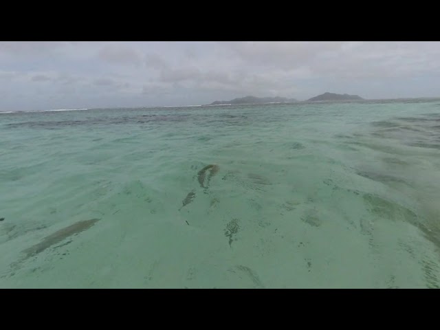 Crazy fish fighting for a bite of bread. La digue island, Seychelles