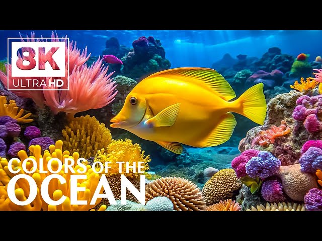 Ocean Tranquil 8K VIDEO (ULTRA HD) 🐠 Coral Reef Serenity - Peaceful Sleep & Meditation Sounds