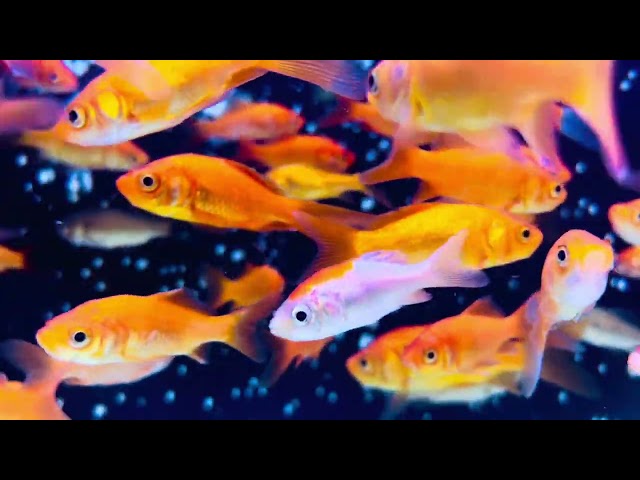 Fish Aquarium Ambience