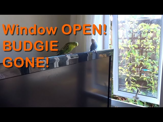 Window OPEN! Budgie GONE! PANIC Search for LOST Budgie!