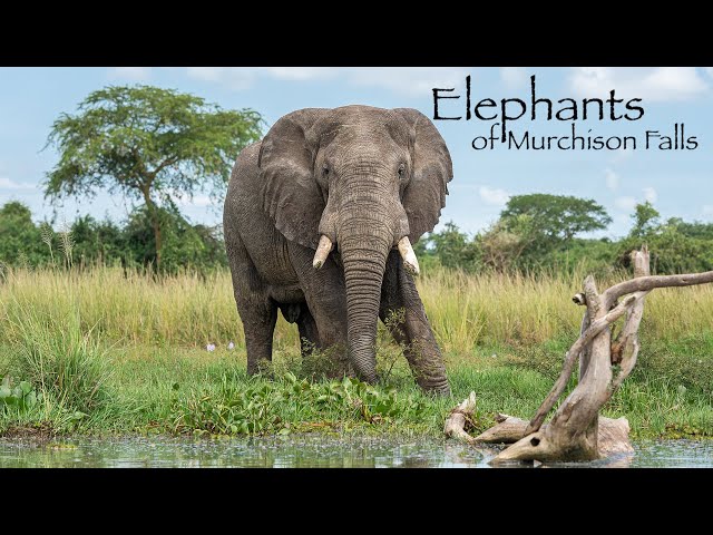 Elephants - Murchison Falls National Park - Uganda 4K