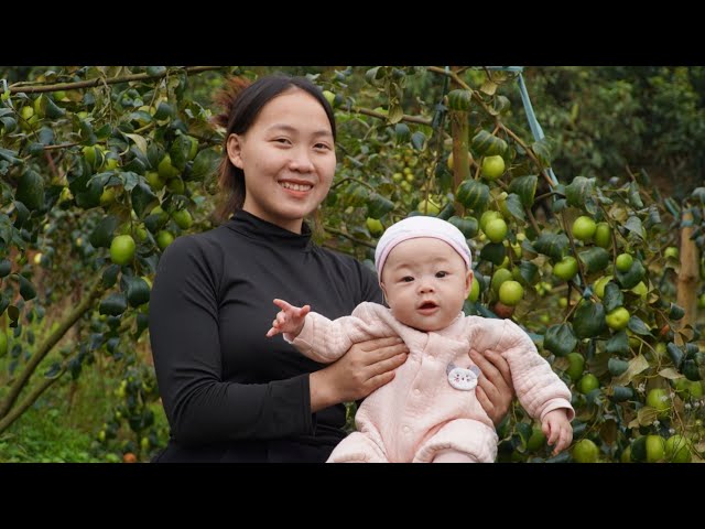 Life of mother and child without father, Harvest apples to sell at market.