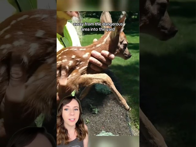 Mama deer couldn't believe what this couple did for her 🥺