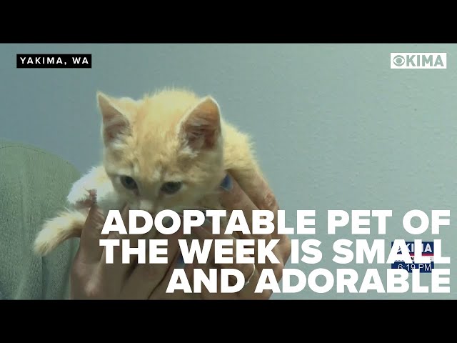 The Adoptable Pet of the Week is Small and Adorable