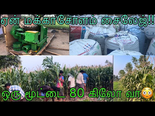 ஆடுகளுக்கு silage செய்யும் முறை|Uses of silage in Goat farm|Best green fodder for farming|