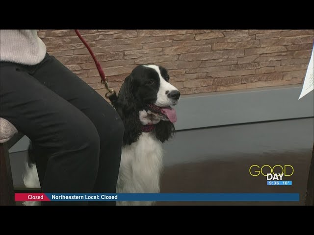 Canine royalty! Meet this local pup who competed at Westminster | Good Day on WTOL 11