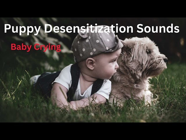 Puppy/Dog Desensitization Sounds - Baby crying