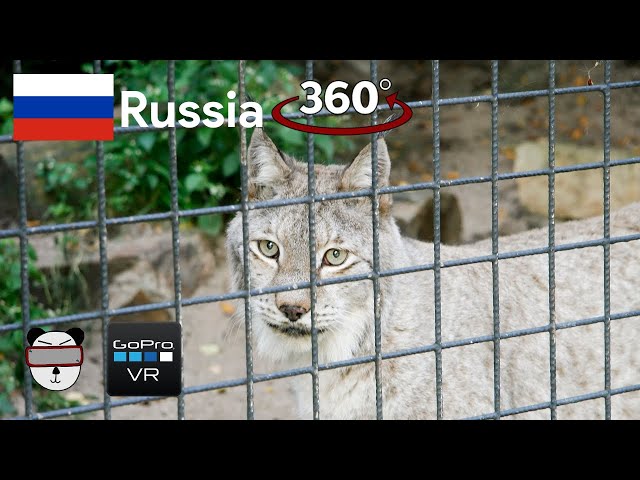 🌍 360° Siberian Lynx | Ulan-Ude, Russia 🇷🇺【GoPro VR Travel | 360 Video】