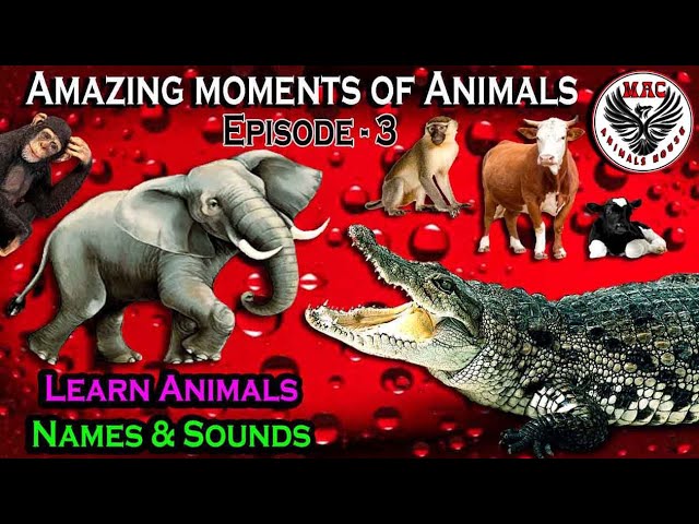 Learn Animals Names & Sounds Ep-3 | Elephant, Monkey, Crocodile & Cow | Amazing moments of Animals