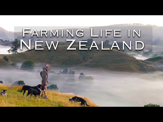 Farming the World's Most Isolated Country... | A Day in the Life of A New Zealand Farmer