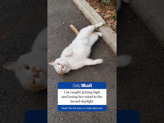 Shameless Cat Was Caught Getting HIGH in Broad Daylight #shorts #catnip #scandal #drama