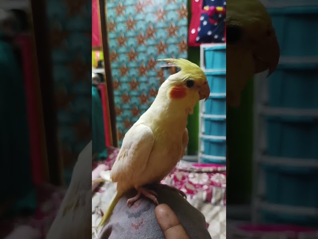 cockatiel birds, temped birds, #posapakhi#viralvideo #cockatiel #training #littleglove