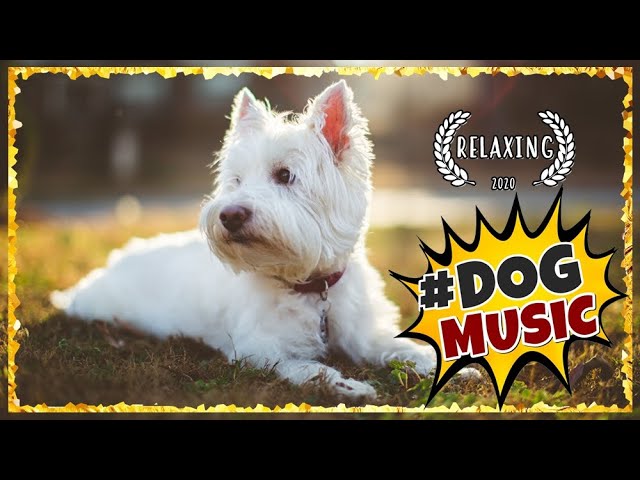 Dog Music for Westies ~ Westie Music ~ Calming Music for Dogs