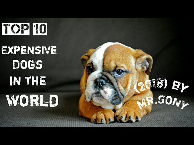 Top 10 Expensive dogs in the world ( 2018 ) by MR.SONY