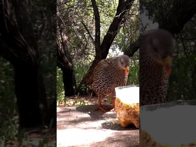 Nervous bird making sounds #birds #animals #wildlife