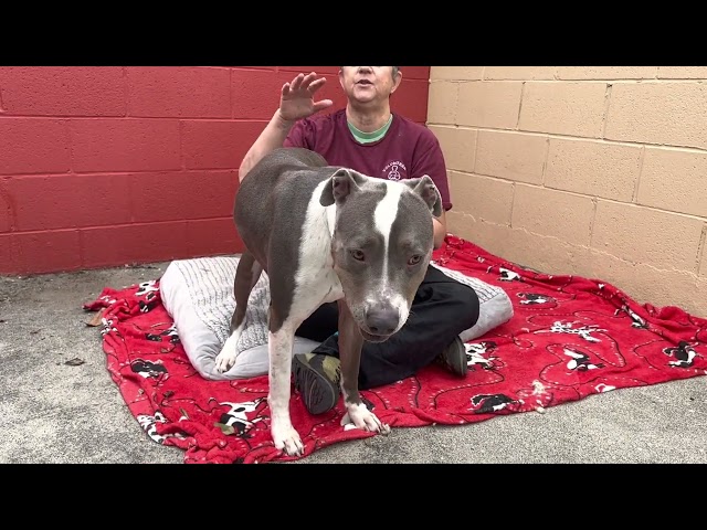 New! A5394015 Bleu  | American Pit Bull/Greyhound Mix