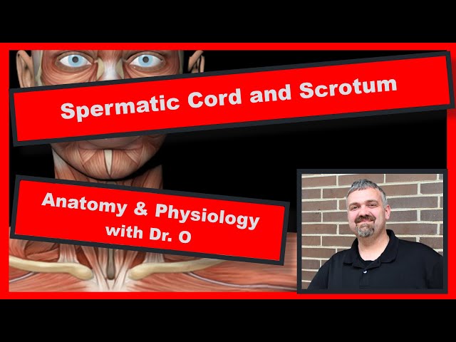 Spermatic Cord and Scrotum:  Anatomy and Physiology