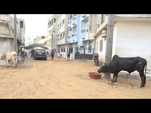 Guédiawaye / Balla Gaye 2 célèbre le Safar 2019