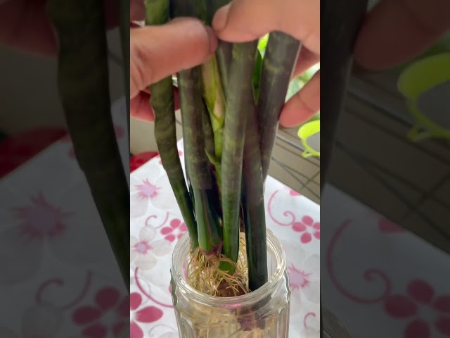 snake plant water propagation 🌱🌱 #plantsngardens  #garden #gardening