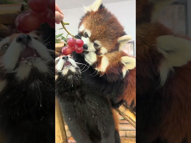 3 red pandas, 1 goal: DEVOUR EVERYTHING.🍽️🔥  #animals #redpanda #cute