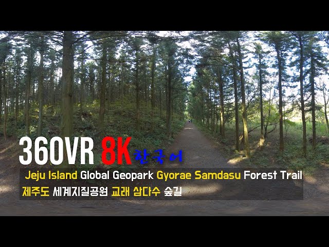 360VR [8K] 제주 교래리 삼다수 숲길 유네스코 세계지질공원 (KOR)