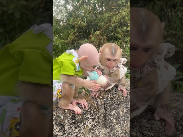 monkeys fight over milk #monky #cute #monkey #funny #adorable #fight #trend #trending #socute