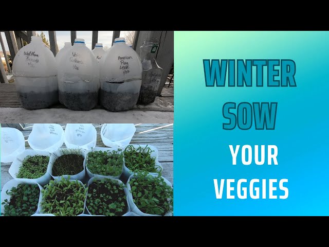 Winter Sow Your Veggies:  A Game-Changer for Your Spring Garden!