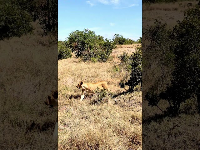 Joy that fills your heart when you spot lions in the wild