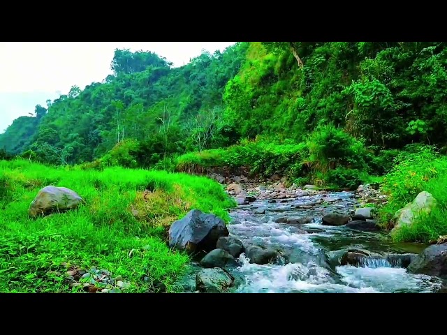 Relaxing Mountain Stream Sounds, Forest river Sounds for deep sleep, stress reliever, and meditation