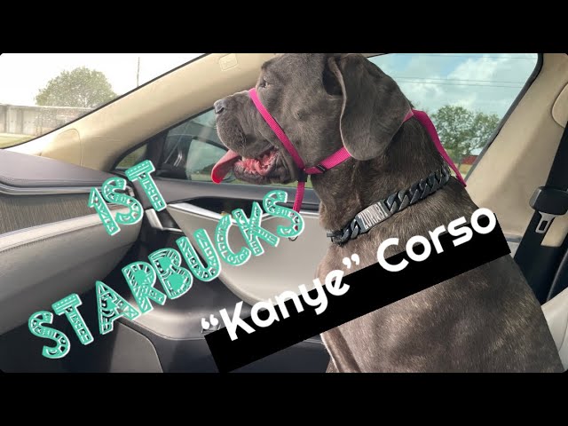 360 (4K) Cane Corso Puppy AMAZING Starbucks trip