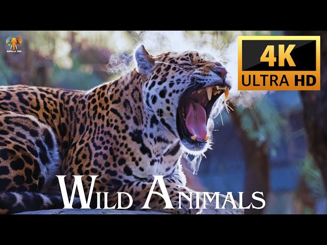 Documentary of Wild Animals 4K Ultra HD22356