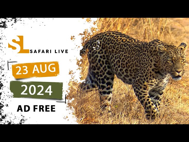 Feline frenzy - SafariLIVE Sunrise - 23 August 2024 -  AD FREE