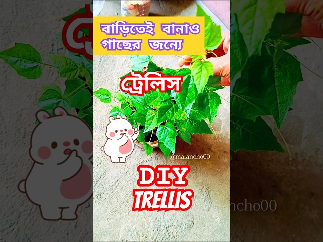 বাড়িতেই বানাও ট্রেলিস!🤓 #diy #plant #gardentips #gardenhack #ytshorts #budgetgardening