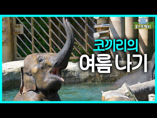 (SUB) Elephant Chewing Watermelon Like Candy! Elephant's Summer Vacation🐘│ Everland Lost Valley