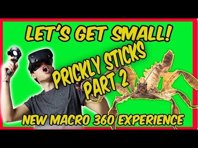 MACRO VR 360 - AUSSIE PRICKLY WALKING STICKS PART 2