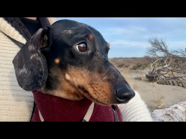 MINI DACHSHUND NEEDS A BREAK TO RECHARGE, RESTORE & RESET