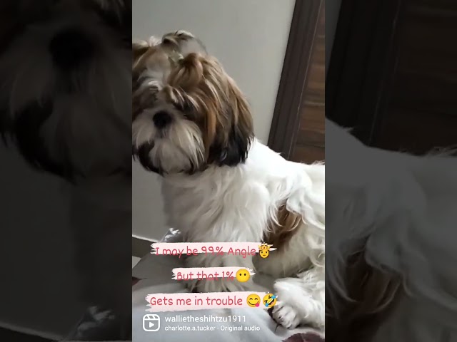 ShihTzu in trouble