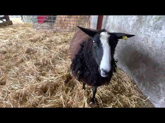 I’ve had to change routine as looks like we our main lambing has started