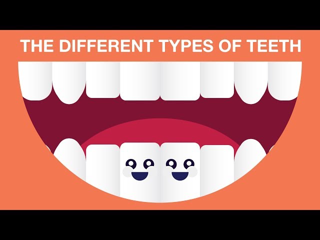 What are The Different Types of Teeth?