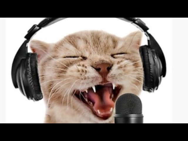 Amazing #cat videos of 2024 try not to laugh  #funniest #animals #funny #cats🐈 #compilation😻#viral 🐱