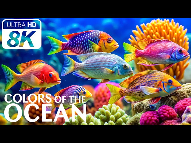 Tropical Fish Heaven 8K (ULTRA HD) 🦑 Vibrant Marine Life & Ocean Serenity