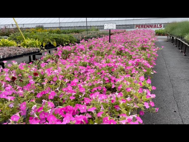 Perennials Plants/Flowers | Kane's Flower world