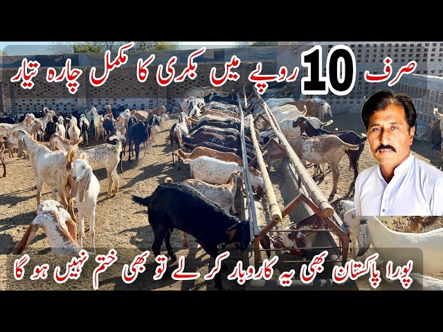 Best Goat Farming Business Idea in Pakistan