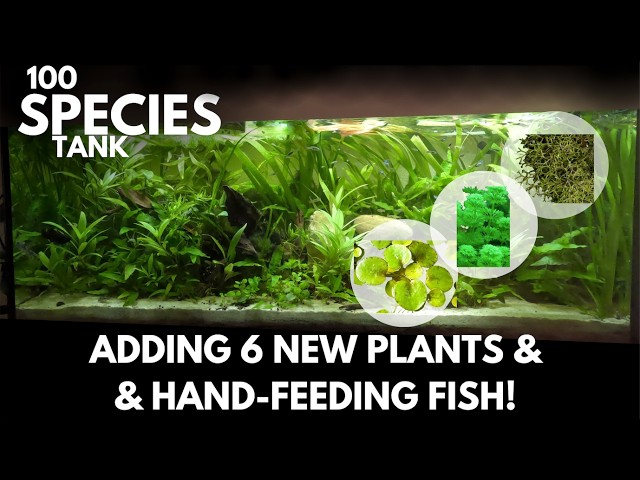 6 New Plants for My 100 Species Ecosystem Tank! | Hand-Feeding Guppies, Molly & Corydoras (Ep. 8)