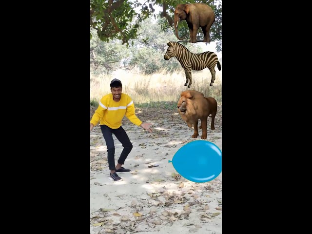 Balloon to Elephant, Horse, Lion & Tiger magic | Animals Names vfx