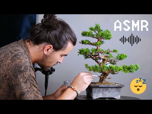 ASMR | Juniper Bonsai Tree Care - Close Up Whispering Ear to Ear | Short Version