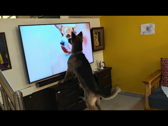 Dog Sniffs TV, Thinks It's REAL 🐶 (Hilarious Reaction)