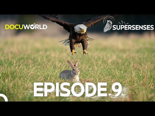 The Magnificent Powers of Winged Predators! Super Senses Episode 9: Fly